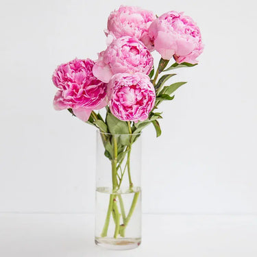 Sweety, 5 Pink Peonies, Cylinder Vase, Floral Ensemble